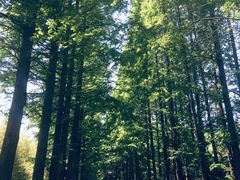 -黄海国家森林公园