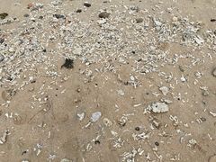 -贝壳沙滩