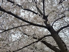-嘉定紫藤园