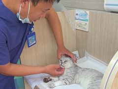 -北京观赏动物医院·24小时大型综合·猫专科·异宠专科