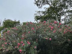 -深圳湾公园(南山区)