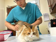 -美联众合动物医院·24h转诊中心