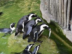 -新加坡飞禽公园