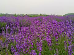 -大塘金香草谷
