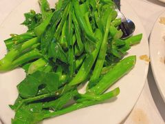 -食为先(Shark Fin)