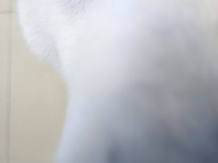 -怪兽屋·羊驼·猫咖·狗咖(俊华广场店)