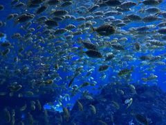 -海合安成都极地海洋公园