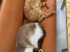 -豆逗聊愈猫阁Easy Life