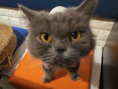 -平行世界·猫咖(首经贸店)