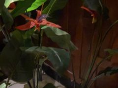 -紫莲花足道(柯桥古镇店)