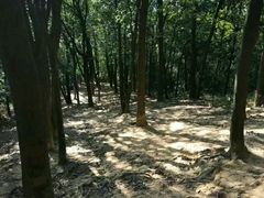 -火炉山森林公园
