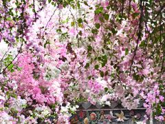 -深圳国际园林花卉博览园