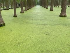 -渌洋湖湿地公园