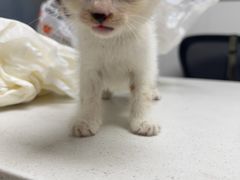 -艾贝尔宠物医院 ·中兽医·宠保定点(北门桥店)