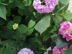 -鼓岭旅游度假区