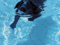 -帕帕拉兹宠物(亚洲旗舰店)