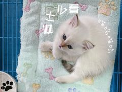 -屋虎猫馆(宝安大仟里店)