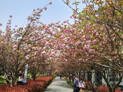 -高东镇樱花园