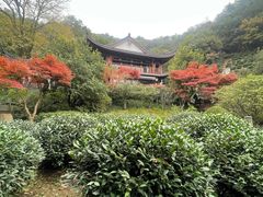 -十八棵（老龙井）御茶园(老龙井店)