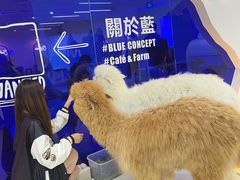-Blue Concept Cafe&Farm·關於藍