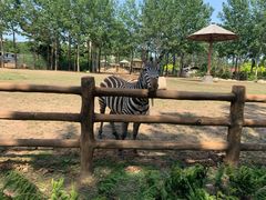 -大连森林动物园