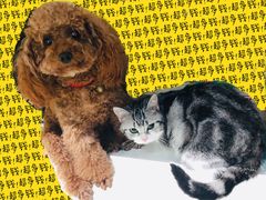 -芭比堂宠物医院·全科爱猫医院·仁德分院