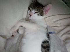 -千城康桥宠物医院·猫科·骨科·心脏