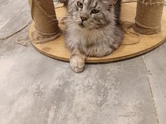 -楼上猫咖(罗湖店)