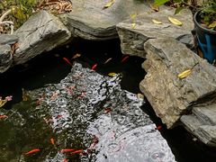 -谷咖啡·鲜花绿植花园餐厅