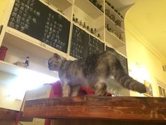 -猫色咖啡·猫咖