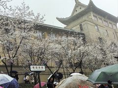 -武汉大学-樱园