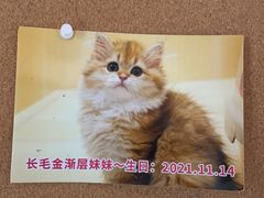 -momokira米努特·德文卷毛猫·棉花面纱犬