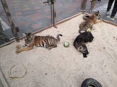 -北京野生动物园