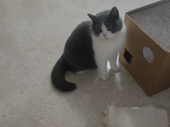 -创凡宠物医院·骨专科  猫科中心(西乡分院)