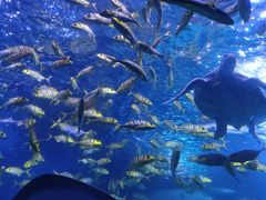 -太平洋海底世界