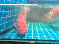 -新阿布海鲜大酒店