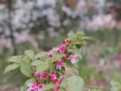 -铁山坪森林公园