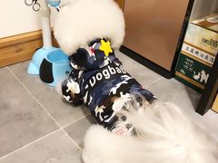 -小尾巴宠物店(万科·金域华庭店)