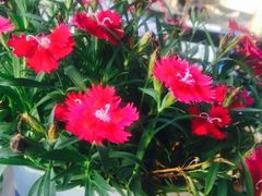 -九华山友谊土菜馆 小资餐厅