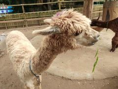 -石家庄市动物园