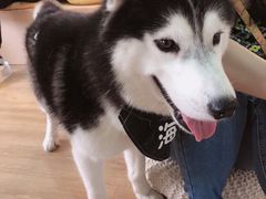 -Husky Go! 哈士奇体验馆·宠物咖啡厅狗咖