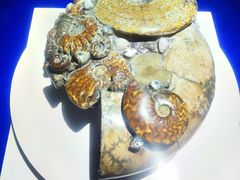 -贝壳王国博物馆