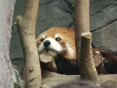 -武汉动物园
