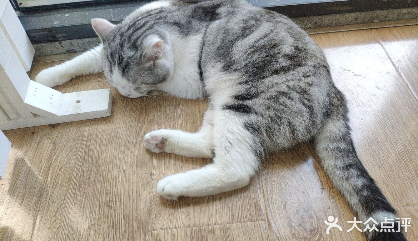 地铁口附近的猫咖店打卡
