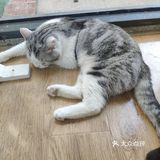 地铁口附近的猫咖店打卡