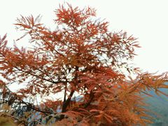 -小芝红树林