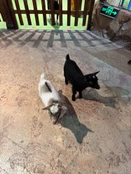 -酷嗒动物文化乐园(cutezoo西溪乐天城店)