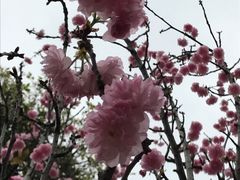 -天适樱花悠乐园
