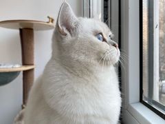 -猫大福·Fortune Cat猫舍(百子湾店)