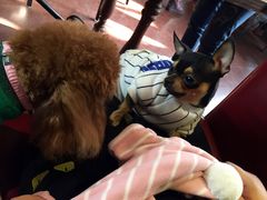 -百好乐宠物友好餐厅(朝外大街店)